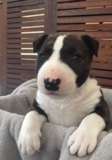 Ouaki Joe - Bull Terrier - Portée née le 12/10/2017