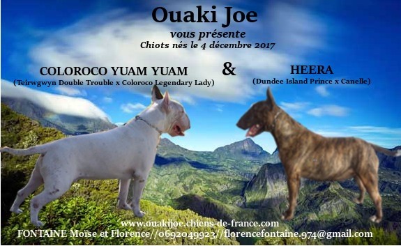 Ouaki Joe - Bull Terrier - Portée née le 04/12/2017